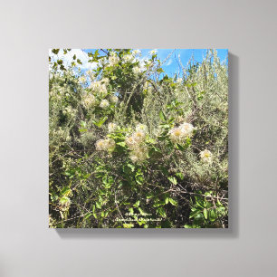 Toile Dr Seuss Flowers