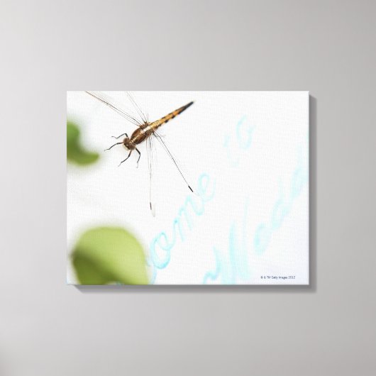 Toile Dragonfly 12 (Recto)