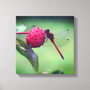 Toile Dragonfly rouge sur les fruits de bois de chien Fe