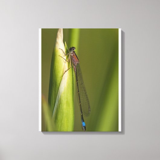 Toile Dragonfly sur l'iris bourré (Recto)