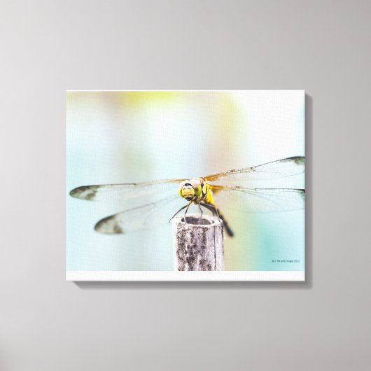 Toile Dragonfly (Sympetrum infuscatum) (Recto)