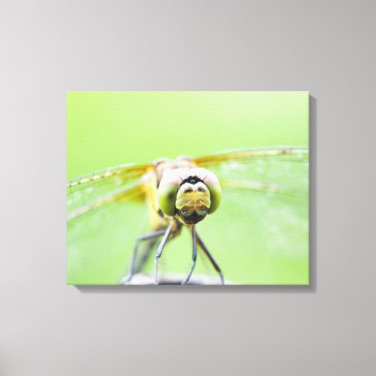 Toile Dragonfly (Sympetrum infuscatum) 2 (Recto)