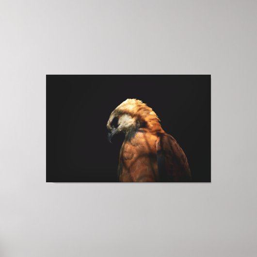 Toile Dramatic Low Key Portrait of a Majestic Hawk (Recto)