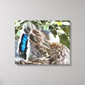 TOILE DUCK FEATHERS (Recto)