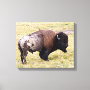 Toile Dusty Bison Bull dans le parc Yellowstone