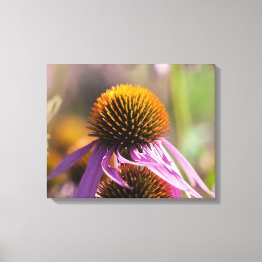 Toile Echinacea Purpurea Purple Coneflower (Recto)
