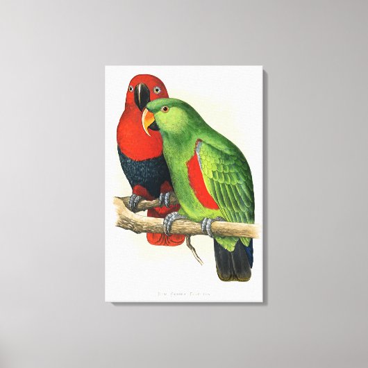 Toile Eclectus de Nouvelle-Guinée, perroquets, (Recto)