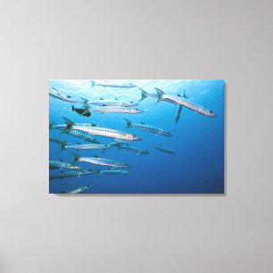 Toile École de barracuda de blackfin (qenie de
