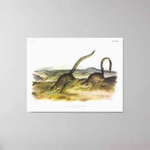 Toile Écureuil des marmottes annulé, Sqrl de fond à queu