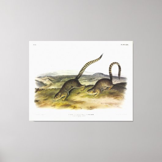 Toile Écureuil des marmottes annulé, Sqrl de fond à queu (Recto)