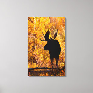 Toile Élan (Alces Alces) Mâle Dans Les Saules Dorés 2