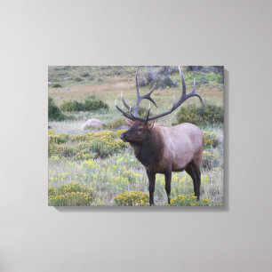 Toile Élan d'Amérique Parc national des Rocheuses, Col