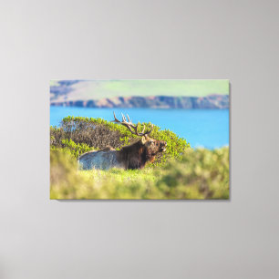 Toile Élan de tule au bord de la mer