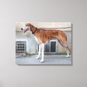 Toile Elder Brindle Greyhound