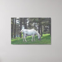 Élégant Beau Cheval Blanc Art Original