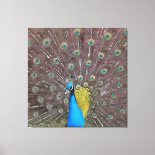 Toile Elégant Peacock En Bleu Avec Queue Fannée