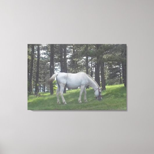 Toile Élégante Belle Cheval Blanc Art Original (Recto)