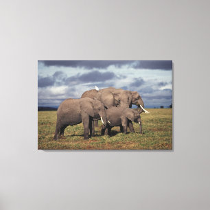 Toile Éléphant d'Afrique bébé avec sa famille