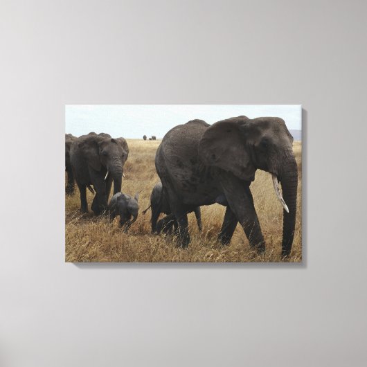 Toile Eléphants (Recto)