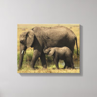 Eléphants africains