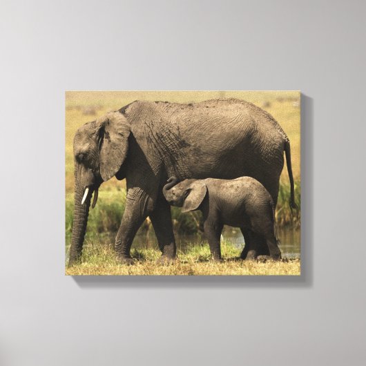 Toile Eléphants africains (Recto)
