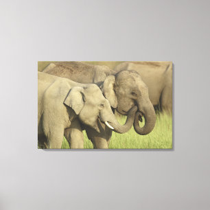 Toile Éléphants asiatiques indiens