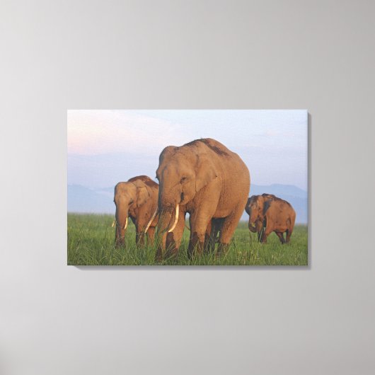 Toile Éléphants indiens dans la prairie (Recto)