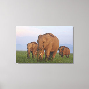 Toile Éléphants indiens dans la prairie