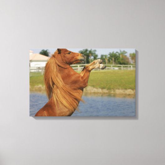 Toile Élevage de chevaux miniatures (Recto)