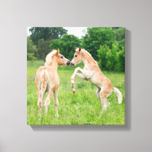 Toile Élevage mignon de poulains de chevaux de Haflinge
