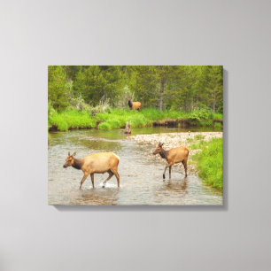 Toile Elks traversant le fleuve Colorado
