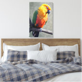 Toile emballée de Conure de Jenday (Insitu(Chambre))