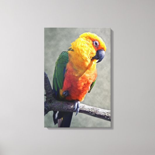 Toile emballée de Conure de Jenday (Recto)