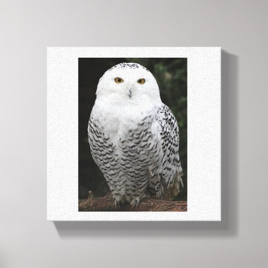 Toile embouteillée Premium (brillant) (Recto)