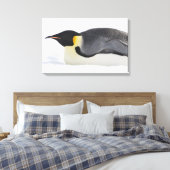Toile Empereur Penguin, île de Snow Hill, mer de Weddell (Insitu(Chambre))