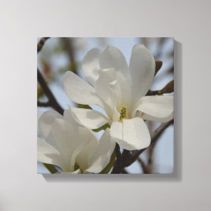 Toile en fleur de Magnolia blanc