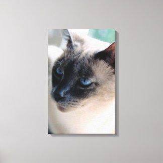 Toile enrobée de chats de l'Aloof Siamese
