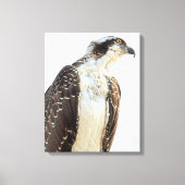 Toile enrobée de profil Osprey (Recto)
