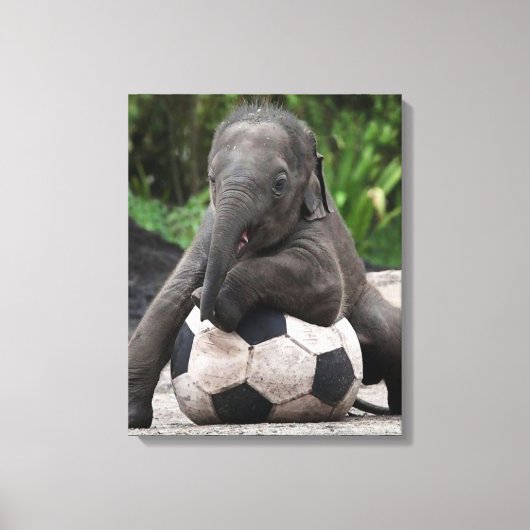 Toile enrobée de soccer d'éléphant (Recto)