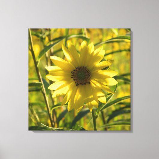 Toile enrobée de tournesol Imprimer 24x24 (Recto)