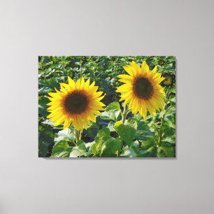 Toile enrobée Twin Sunflowers Imprimer