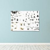 Toile Entomologie, Myriapoda et Arachnida (Insitu (Plancher de Bois))