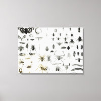 Entomologie, Myriapoda et Arachnida