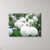 Toile - Enveloppé - Hydrangeas blanches toutes (Recto)