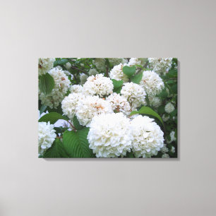 Toile - Enveloppé - Hydrangeas blanches toutes