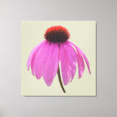 Toile - Enveloppée - Confleur pourpre - Echinacea (Recto)