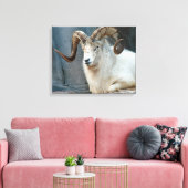Toile enveloppée Dall Sheep (Insitu(Salon))