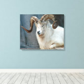 Toile enveloppée Dall Sheep (Insitu (Plancher de Bois))