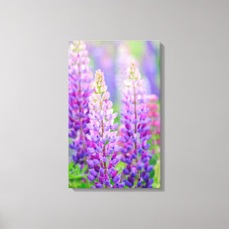 Toile Enveloppée De Lupin Pourpre