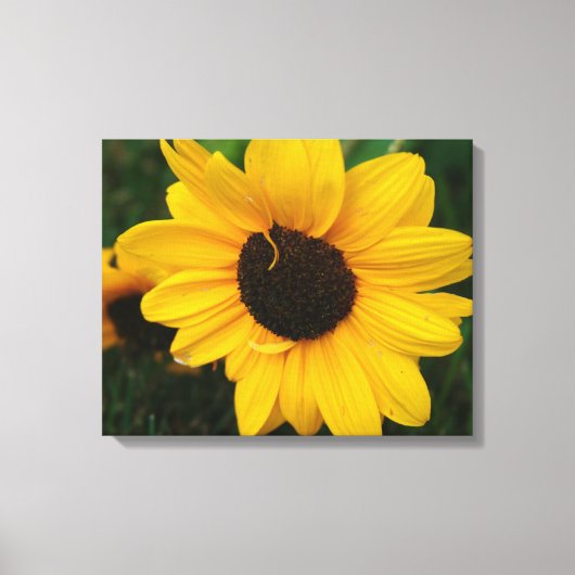 Toile enveloppée de tournesol (Recto)
